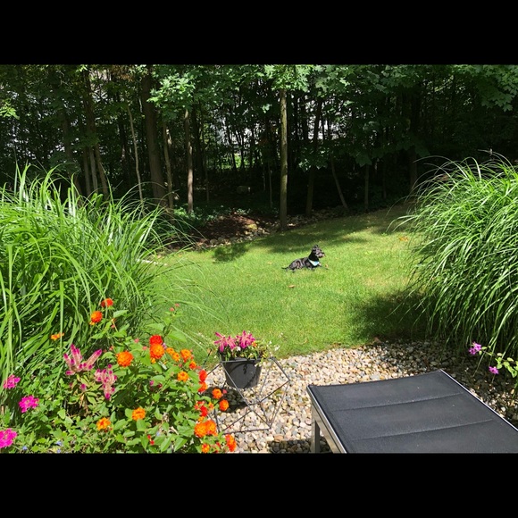 Meet your Posher, TheChairmanMeow 🐈 - Picture 4 of 14